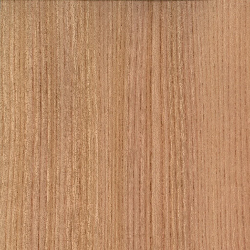 veneer sample Steamed European Elm