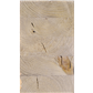 Antikes Brettschichtholz Lärche gedämpft gehobelt, Sichtqualität, GL20